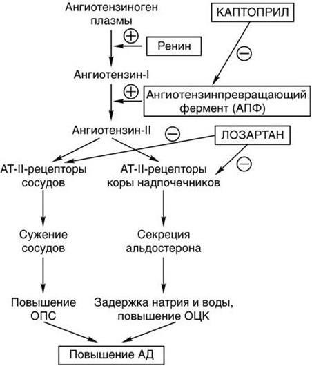 Схема патогенеза артериальной гипертензии с учетом роли ренин ангиотензин альдостероновой системы