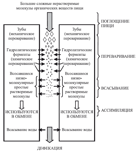 Поглощение пищи