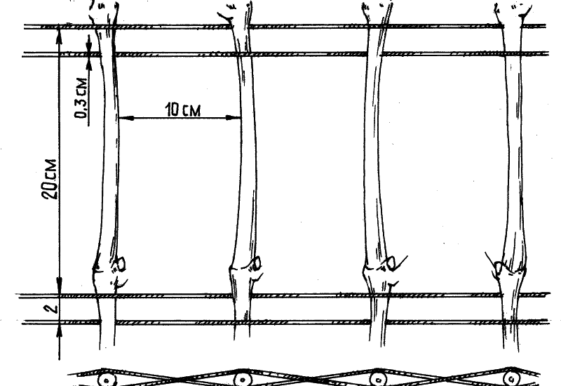 Чертеж винограда. Схема подвязки винограда к шпалере. Шпалерная подвязка винограда схема. Подвязка винограда схема размещения проволоки. Шпалера для винограда Курдюмов.