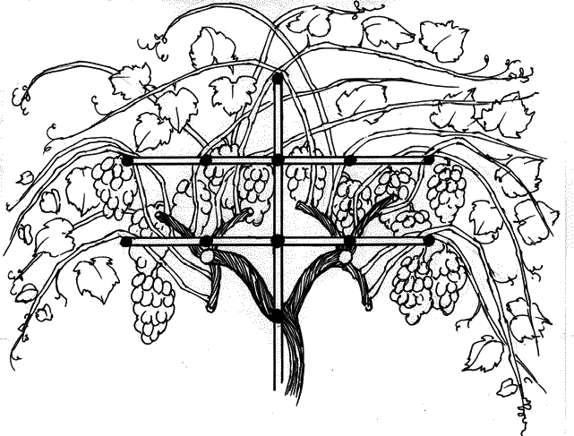 Виноград подвязка схема