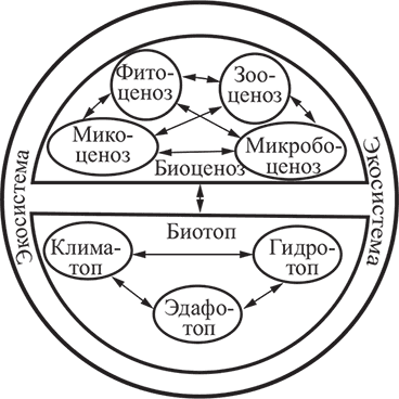 Структура биогеоценоза рисунок