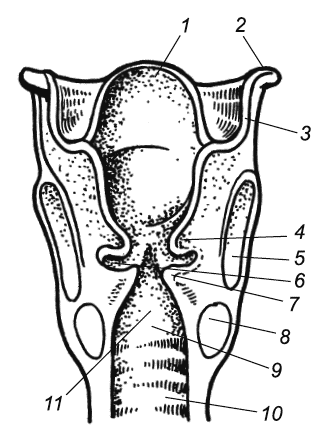 На рисунке изображено строение гортани выберите две. Полость гортани фронтальный разрез. Гортань строение грушевидный синус. Морганиевы желудочки гортани. Грушевидный карман гортани анатомия.