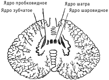 Зубчатое ядро