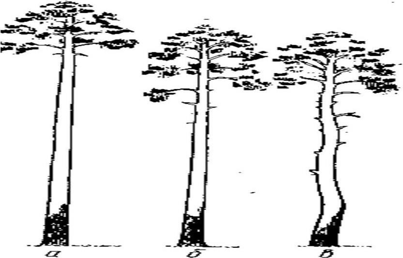 На рисунке 15 показано дерево случайного опыта