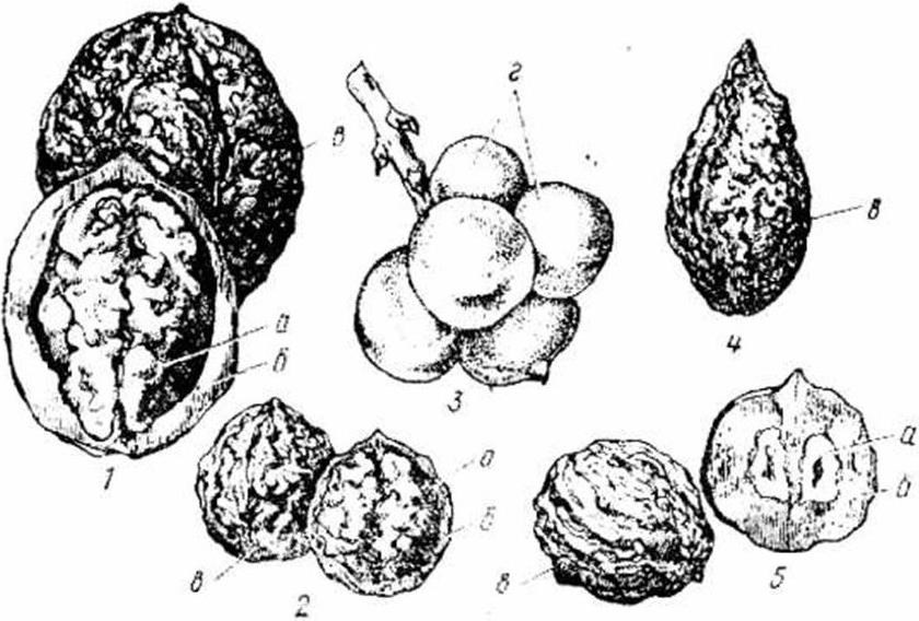 Схема грецкого ореха