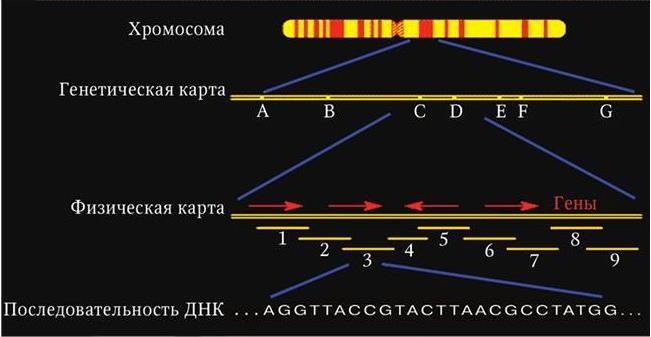 Что отражает генетическая карта