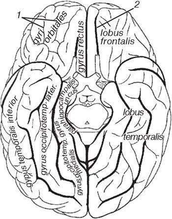 Нижнее полушарие мозга. Борозды и извилины нижней поверхности полушария большого мозга. Нижняя поверхность головного мозга борозды. Борозды и извилины нижней поверхности полушария. Борозды и извилины на нижней поверхности полушарий мозга.