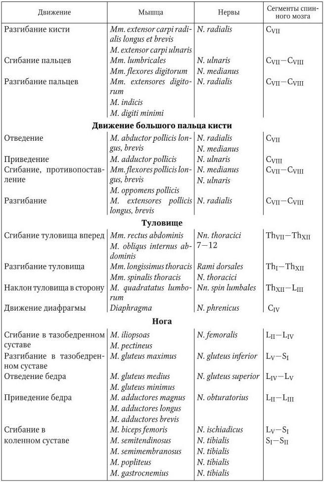 Таблица иннервации мышц. Сегментарная иннервация мышц и их функция таблица. Иннервация мышц бедра таблица. Иннервация нижней конечности таблица. Мышцы и их кровоснабжение таблица.