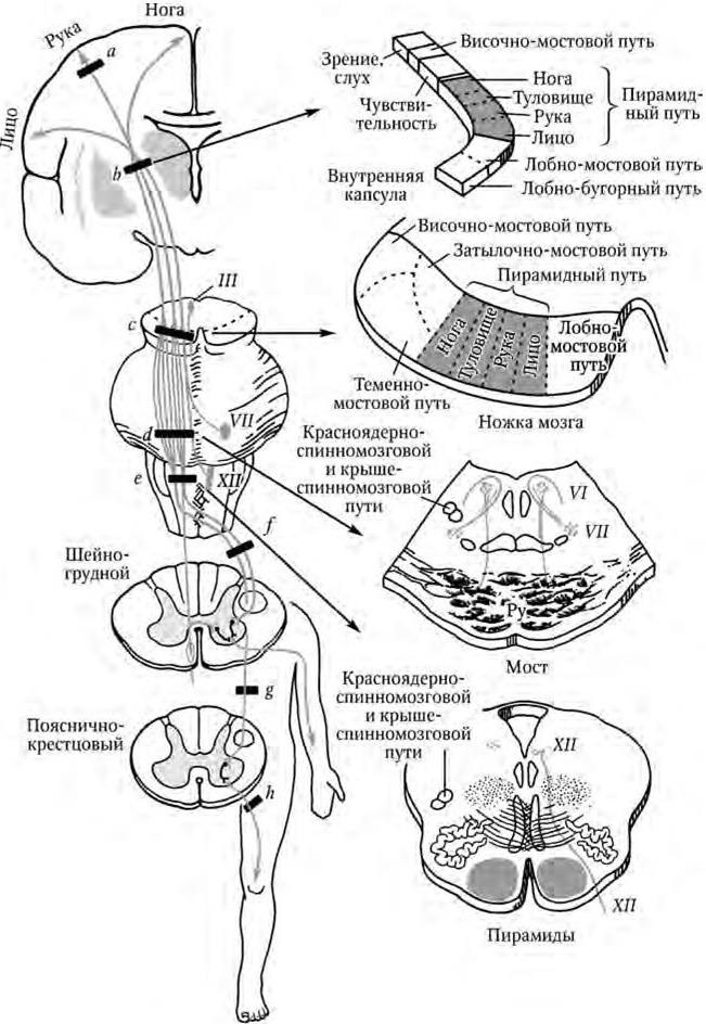 Кортико спинальный путь схема