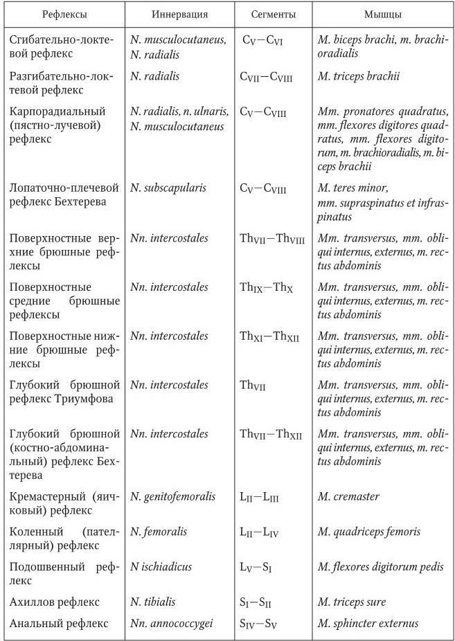 Таблица иннервации мышц. Иннервация таблица. Иннервация органов таблица. Иннервация мышц по сегментам. Глубокие и поверхностные рефлексы таблица.