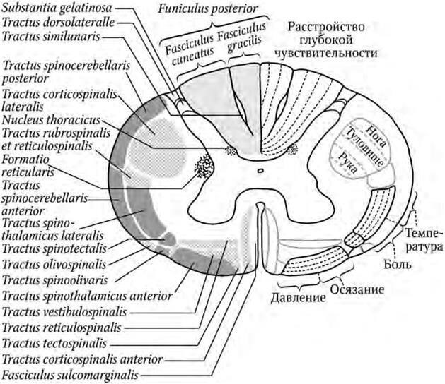 Пути в спинном мозге схема