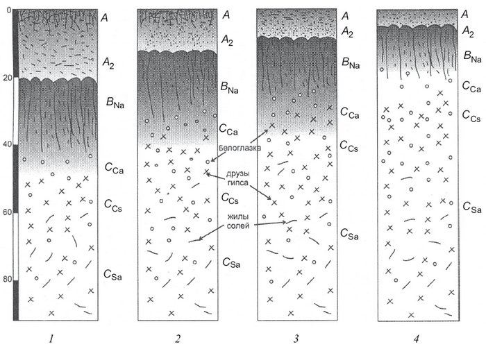 Солонцы солончаки солоди. Солонец почва строение профиля. Солончаки Солонцы и солоди. Схема почвы Солонцы.