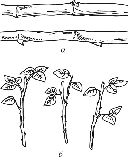 Размножение черенками рисунок
