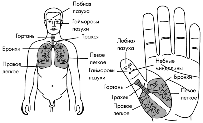 Активные точки при кашле схема