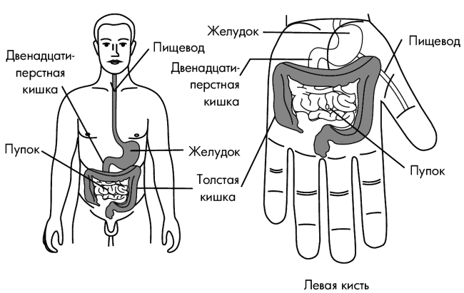 Двенадцатиперстная кишка на схеме