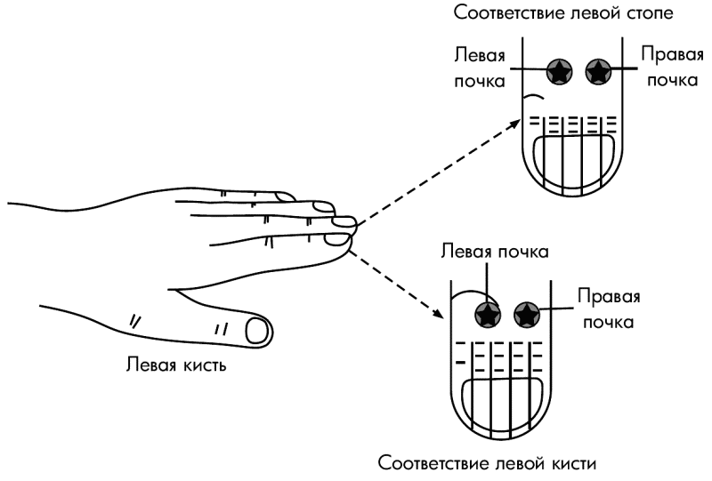 Коды левой руки. Су Джок мини система соответствия. Система соответствия почкам Су Джок. Су Джок мини система соответствия почка. Система соответствия Су Джок правая рука.