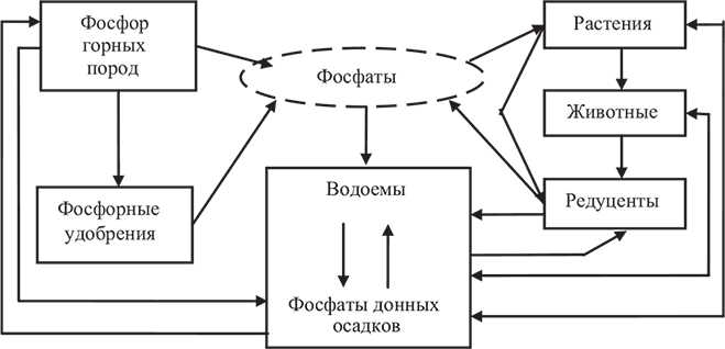 Составьте схему круговорота фосфора и разными стрелками покажите перемещение фосфора