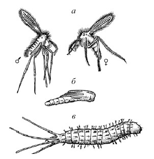 Комар малярийный комар членистоногие двукрылые. Личинка москита рода Phlebotomus. Мокрецы Двукрылые. Мокрецы москиты паразитология. Личинка мокреца.