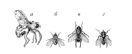 Морфология вольфартовой мухи рисунок