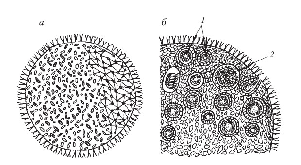 Альгология микология. Строение колонии вольвокса. Вольвокс строение. Вольвокс шаровидный. Строение вольвокса рисунок с подписями.