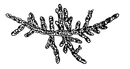 Альгология микология. Стигеоклониум водоросль. Драпарнальдия водоросль. Трентеполия таллом. Род Stigeoclonium Тип таллома.