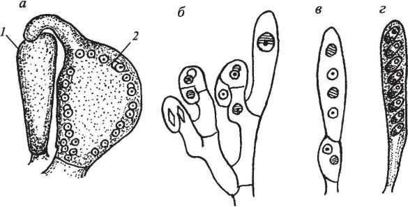 Цикл развития аскомицетов рисунок