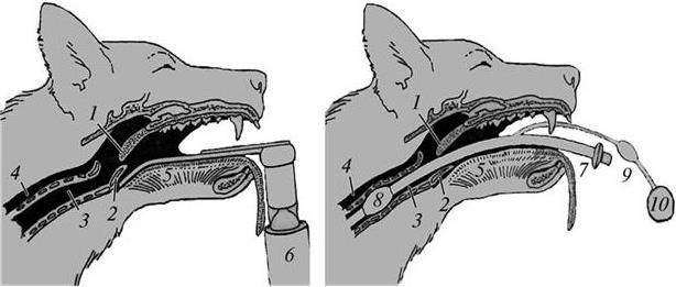 Пищевод кошки. Интубация трахеи собаки. Техника интубации трахеи у собак. Интубация трахеи Ветеринария. Интубация трахеальный наркоз.