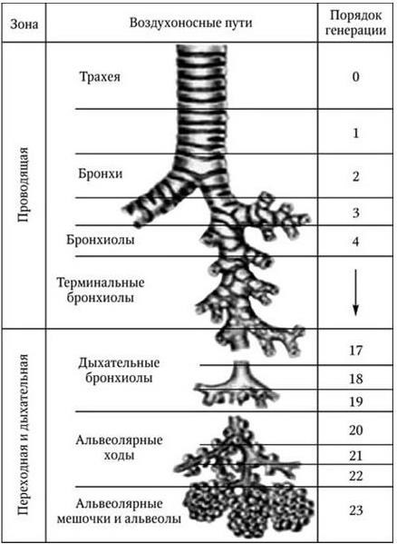 Воздухоносные пути по схеме вейбеля насчитывают порядка ов