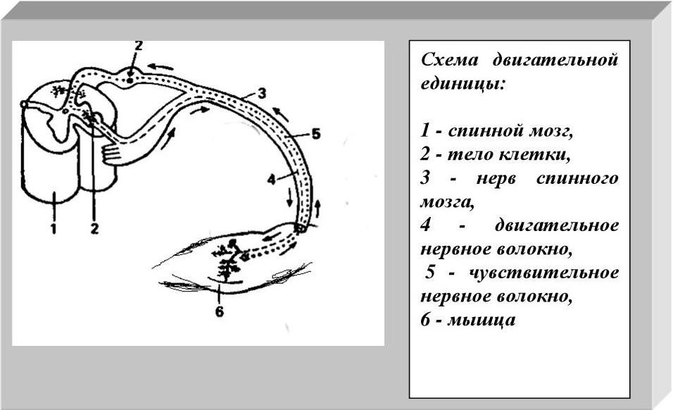 Схема двигательного акта нервной системы