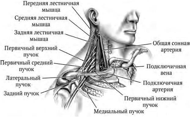 Передняя лестничная мышца шеи анатомия