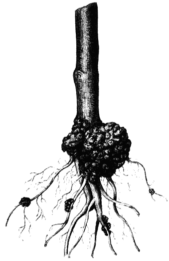 Корень раковые. Зобоватость корней яблони. Корневой рак, или зобоватость корней.. Корни груши рисунок.