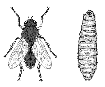 Личинка мухи рисунок