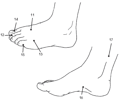 Внутренняя сторона стопы. Точки на ступнях от головной боли. Точки на стопе от головной боли. Массажные точки на ступнях от головной боли. Акупунктурные точки для снятия боли в ногах.