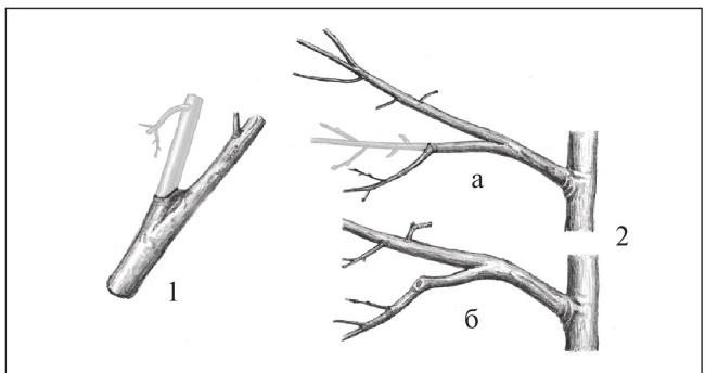 Под острым углом. Угол отхождения ветви яблони. Кудрявец обрезка плодовых деревьев. Обрезка веток под острым углом. Срез ветвей, отходящих под острым углом.