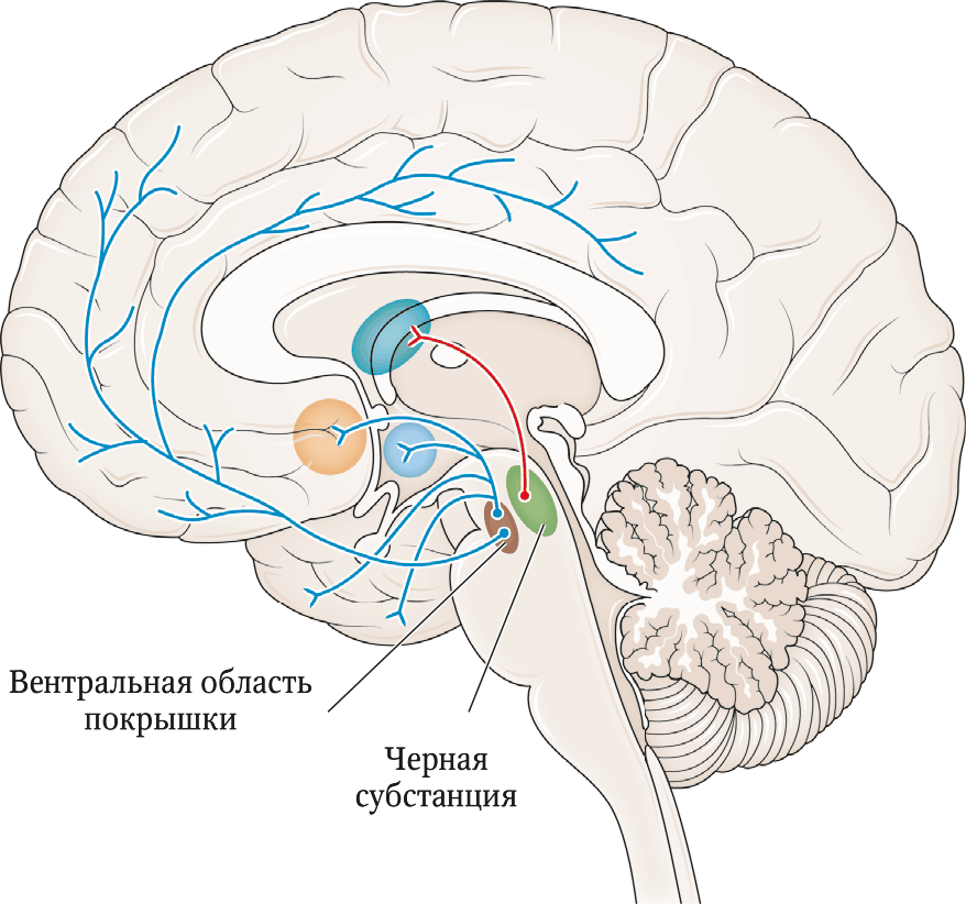 Область ядра мозга. Вентральная тегментальная область среднего мозга. Вентральная область покрышки среднего мозга. Черная субстанция и вентральная покрышка. Дофаминергическая система мозга.
