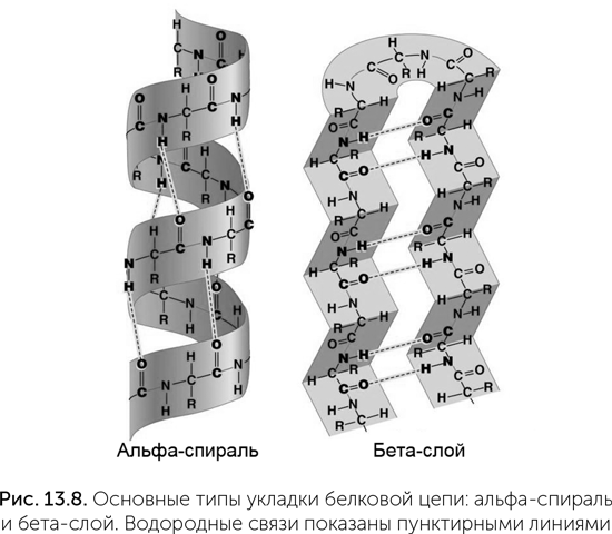 Слои белка. Альфа спирали и бета слои. Бета спираль вторичной структуры белка. Альфа спираль вторичной структуры белка. Альфа спираль белка строение.