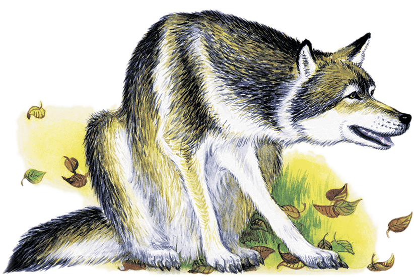 Рассказ серого волка. Волк из сказки. Волк сказочный. Волк рисунок для детей. Волк картинка для детей.