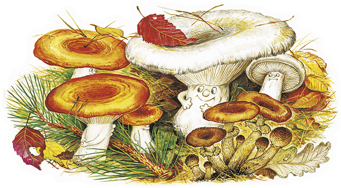 Рыжик нарицательное. Волнушки грибы. Грузди сыроежки рыжики. Волнушка гриб рисунок. Сыроежка, волнушка, груздь.