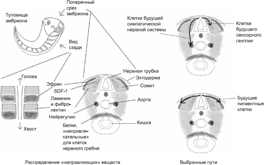 Миграция клеток нервного гребня схема