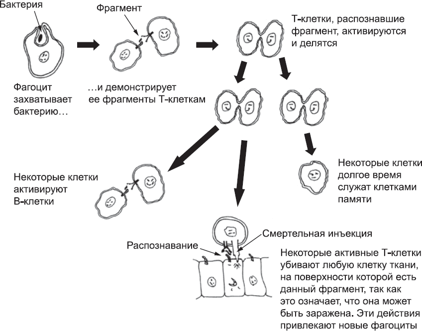 Фрагмент клетки. Онтогенез Джейми Дейвис. Деление клеток в оогенезе. Исходная клетка.