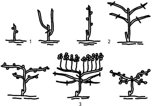 Обрезка винограда по системе гюйо схема