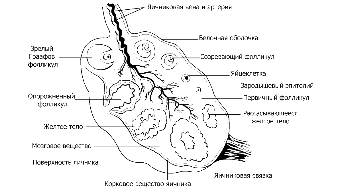 Яичник на латыни. Схема строения яичника. Яичник анатомия строение в разрезе. Яичник рисунок анатомия. Строение яичника рисунок.