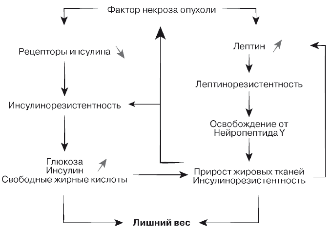 Рецепторы фактора некроза опухоли. Лептинорезистентность и инсулинорезистентность. Лептинорезистентность. Роль микробного фактора в патогенезе атеросклероза.