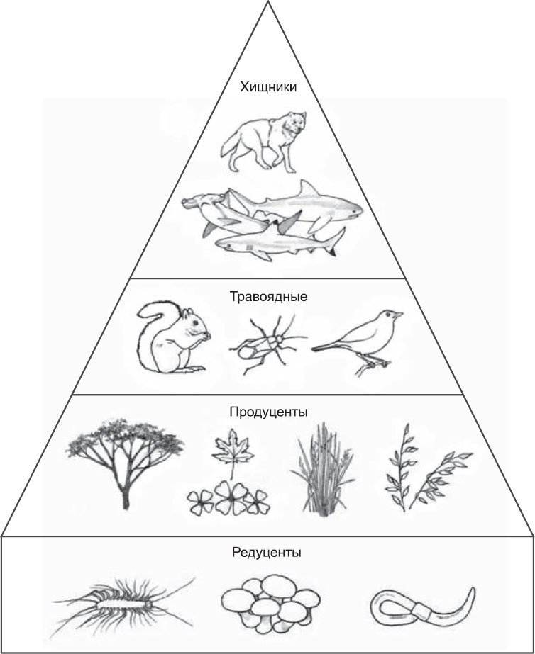 Трофические уровни схема