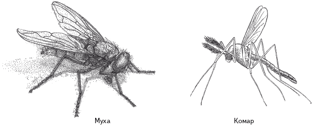Муха и комар картинки