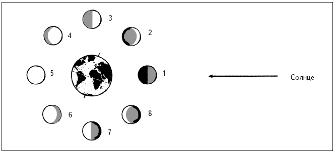 Схема фаз луны рисунок