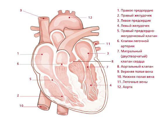 Правое предсердие рисунок