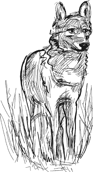 Бурый волк Джек Лондон. Бурый волк Джек Лондон иллюстрации. Иллюстрация к рассказу бурый волк Джек Лондон. Рассказ бурый волк Джек Лондон.