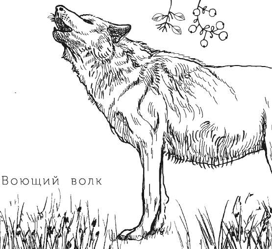 Литературное чтение бурый волк. Бурый волк Джек Лондон. Бурый волк Джек Лондон иллюстрации. Рассказ бурый волк Джек Лондон. Бурый волк рисунок.