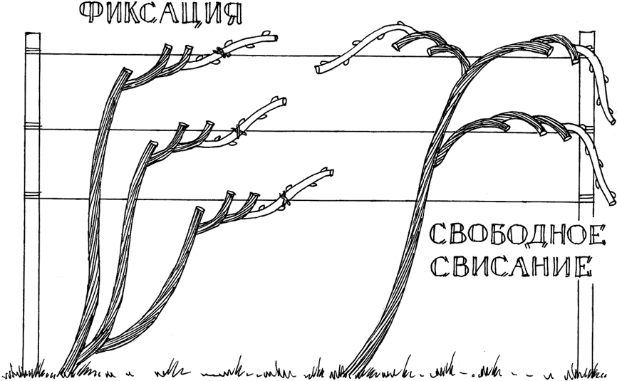 Курдюмов формировка вместо обрезки с рисунками читать